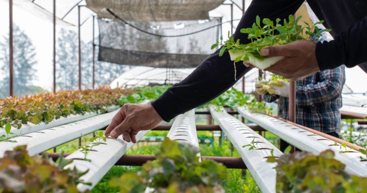 Urban Farming And Real Estate: How Agriculture Is Transforming Cities