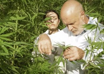 How to Grow Phantom Cookies Cannabis