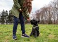 What are the recommended dog training cues and tips for January 2025?