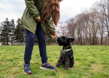 What are the recommended dog training cues and tips for January 2025?