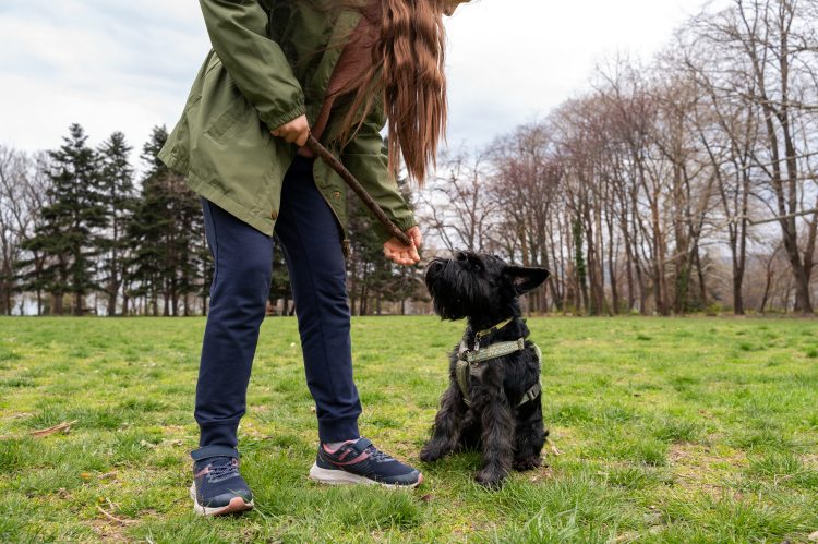 What are the recommended dog training cues and tips for January 2025?